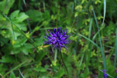 Phyteuma orbiculare, photographed by CorentinD