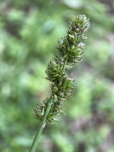 Carex gravida, photographed by Zihao Wang