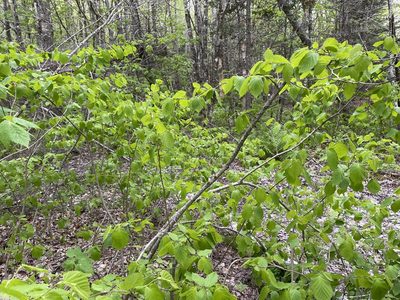 Corylus cornuta, photographed by Mary E. Macaulay, P.Eng.