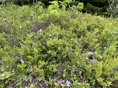 Vaccinium angustifolium, photographed by Mary E. Macaulay, P.Eng.