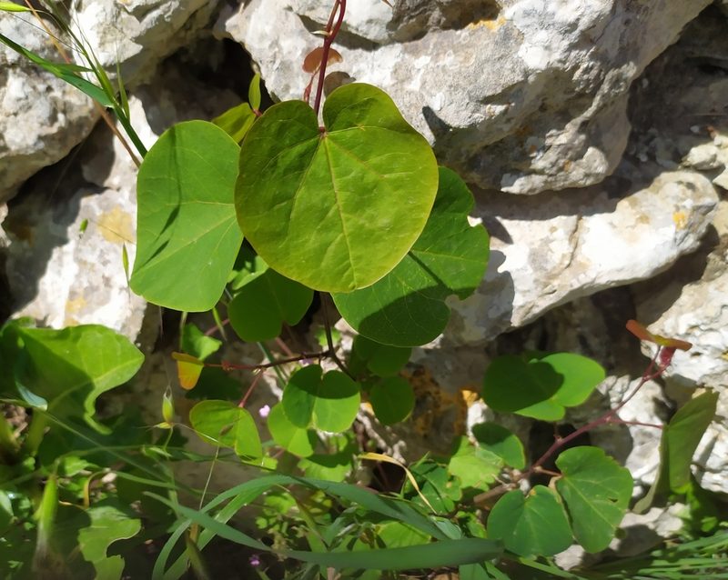 Cercis siliquastrum, photographed by carnifex