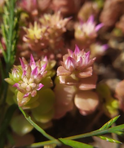 Phedimus stellatus, photographed by carnifex