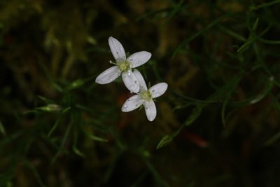 Moehringia muscosa, photographed by CorentinD