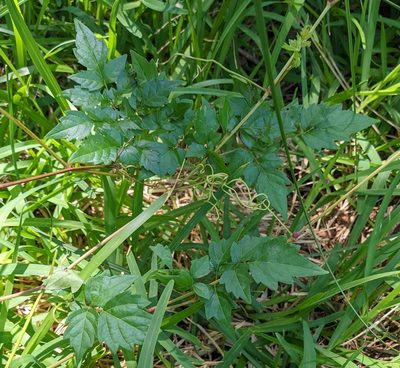 Nekemias arborea, photographed by mattmsa
