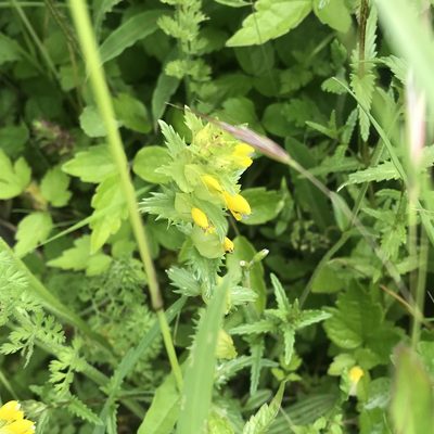 Rhinanthus minor, photographed by Antony Coombs