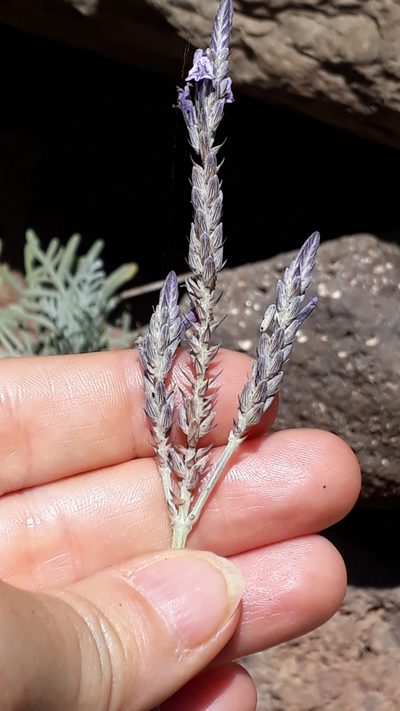 Lavandula buchii, photographed by Alessia Guggisberg