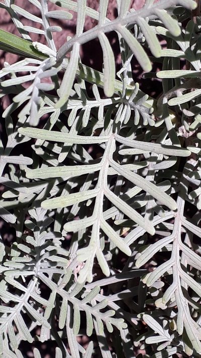 Lavandula buchii, photographed by Alessia Guggisberg