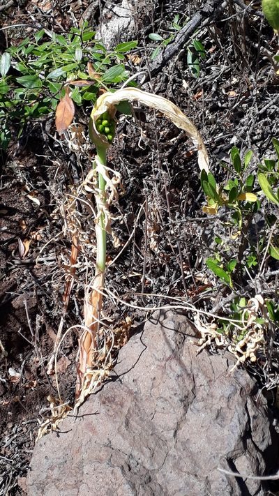 Dracunculus canariensis, photographed by Alessia Guggisberg