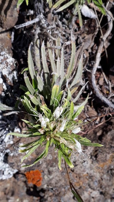 Echium aculeatum, photographed by Alessia Guggisberg