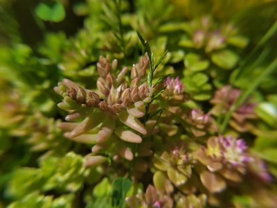 Sedum rubens, photographed by carnifex