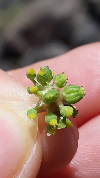 Rutheopsis tortuosa, photographed by Alessia Guggisberg