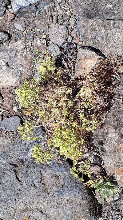 Rutheopsis tortuosa, photographed by Alessia Guggisberg