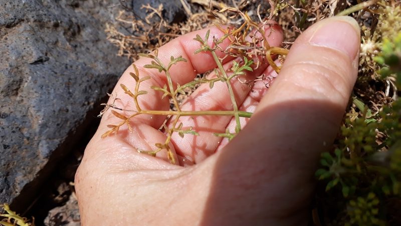 Rutheopsis tortuosa, photographed by Alessia Guggisberg