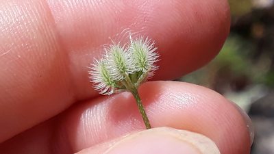 Torilis arvensis, photographed by Alessia Guggisberg
