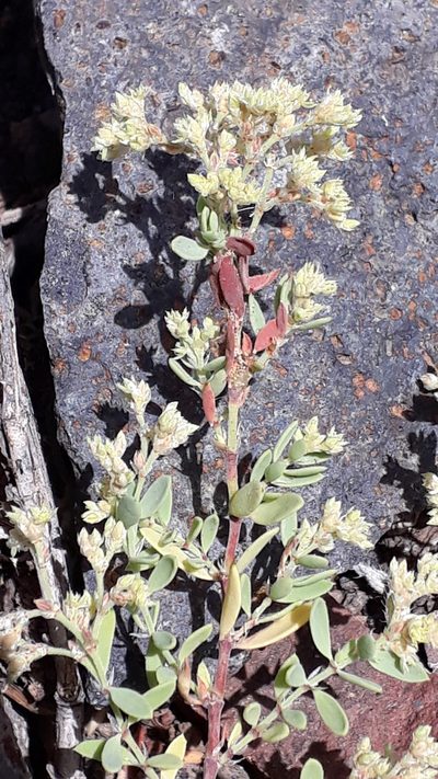 Paronychia canariensis, photographed by Alessia Guggisberg