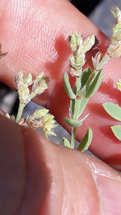 Paronychia canariensis, photographed by Alessia Guggisberg