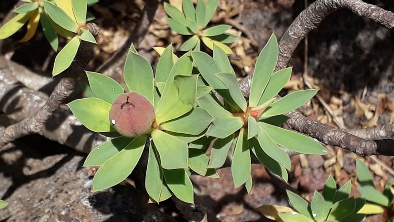Euphorbia balsamifera, photographed by Alessia Guggisberg