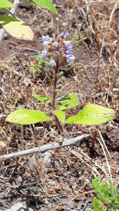 Echium strictum, photographed by Alessia Guggisberg