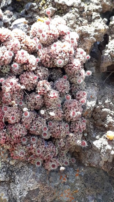 Monanthes polyphylla, photographed by Alessia Guggisberg