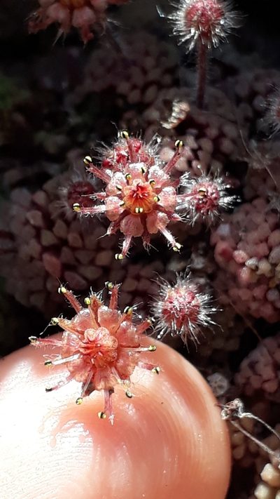 Monanthes polyphylla, photographed by Alessia Guggisberg