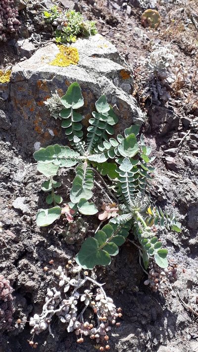 Sonchus radicatus, photographed by Alessia Guggisberg