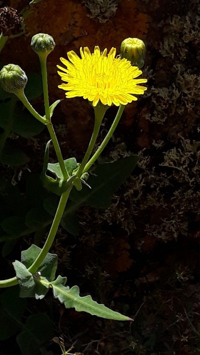Sonchus radicatus, photographed by Alessia Guggisberg