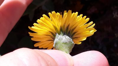 Sonchus radicatus, photographed by Alessia Guggisberg