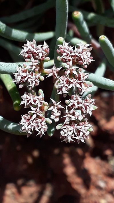 Dicheranthus plocamoides, photographed by Alessia Guggisberg