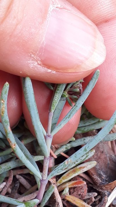 Dicheranthus plocamoides, photographed by Alessia Guggisberg