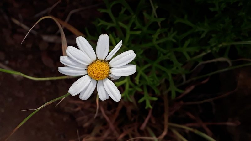 Argyranthemum frutescens, photographed by Alessia Guggisberg