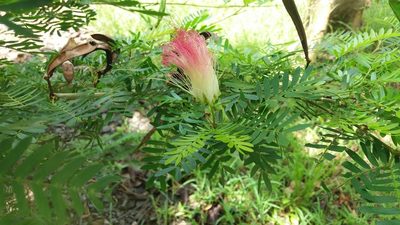 Calliandra surinamensis, photographed by Elizabeth Rodríguez Estrada