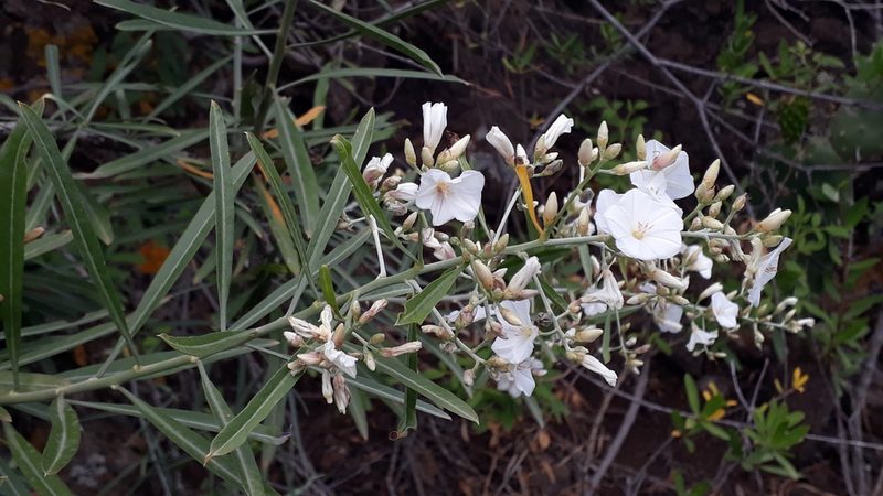 Convolvulus floridus, photographed by Alessia Guggisberg