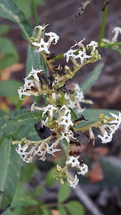 Heliotropium messerschmidioides, photographed by Alessia Guggisberg