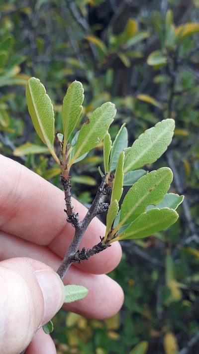 Rhamnus crenulata, photographed by Alessia Guggisberg