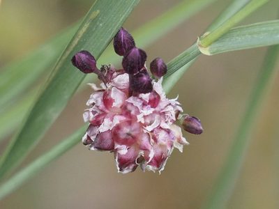 Allium scorodoprasum, photographed by Michael Knapp