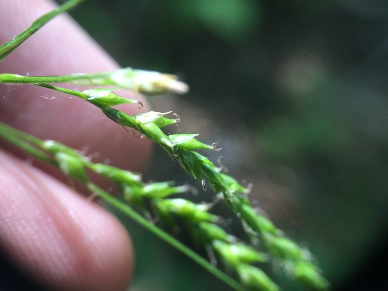 Carex arctata, photographed by Étienne Lacroix-Carignan