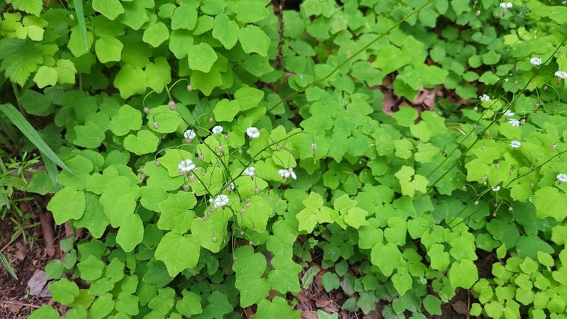 Vancouveria hexandra, photographed by S. Kellington