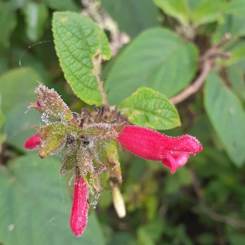 Salvia karwinskii, photographed by Sobeida Morales