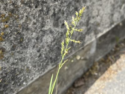 Poa compressa, photographed by Pavel Kacl