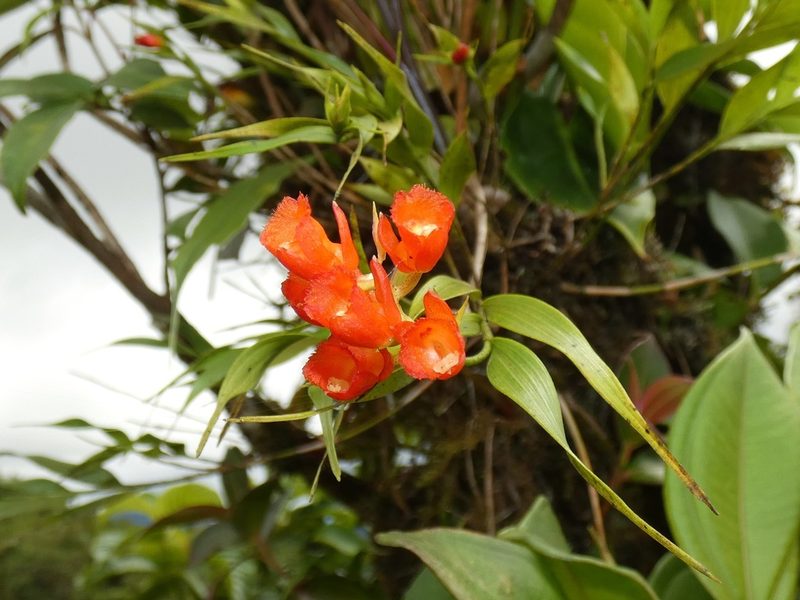 Elleanthus aurantiacus, photographed by Kai Squires