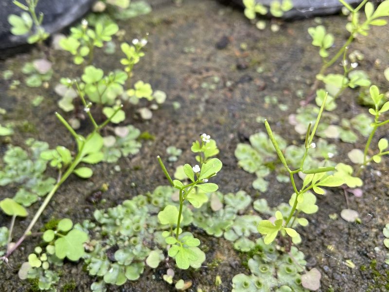 Cardamine occulta, photographed by Pavel Kacl