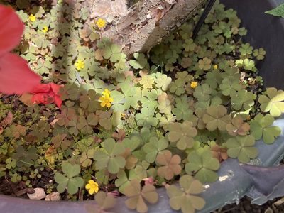 Oxalis corniculata, photographed by Pavel Kacl