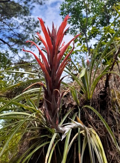 Pitcairnia calderonii, photographed by Sobeida Morales