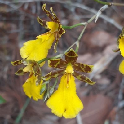 Oncidium graminifolium, photographed by Sobeida Morales