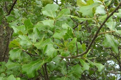 Quercus marilandica, photographed by saltyhiker