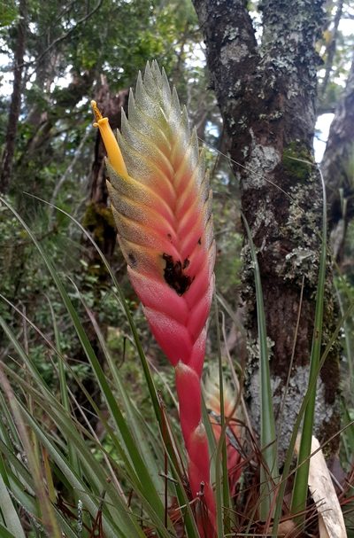 Tillandsia lampropoda, photographed by Sobeida Morales