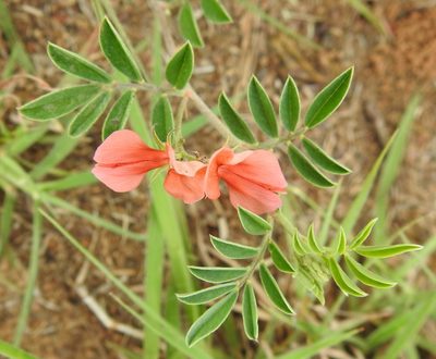 Indigofera miniata, photographed by saltyhiker