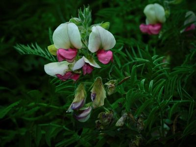 Tephrosia virginiana, photographed by Michael J. Papay