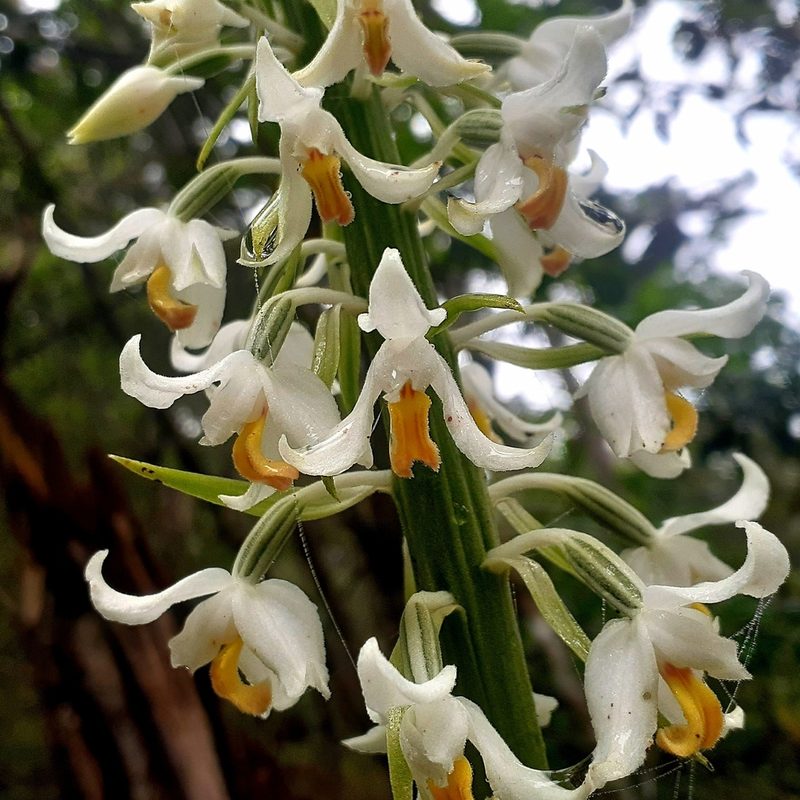 Calanthe calanthoides, photographed by Sobeida Morales