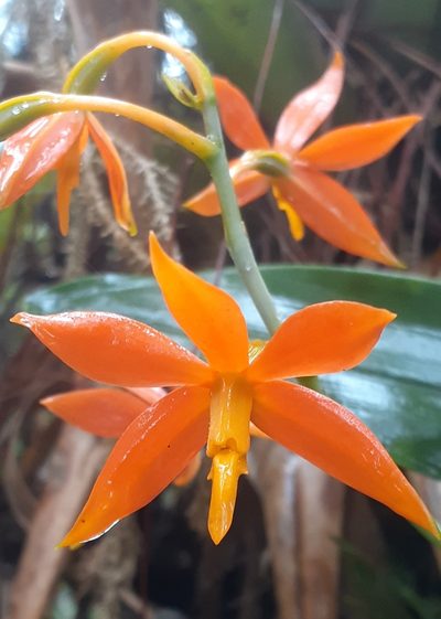 Prosthechea vitellina, photographed by Sobeida Morales